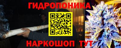 стафф Кингисепп